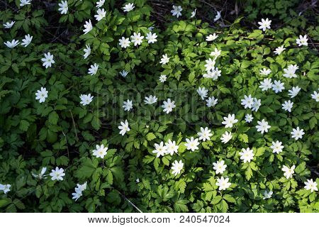 Background - A Solid Carpet Of Forest Primroses Anemone Uralensis, Half Illuminated By The Sun, Half