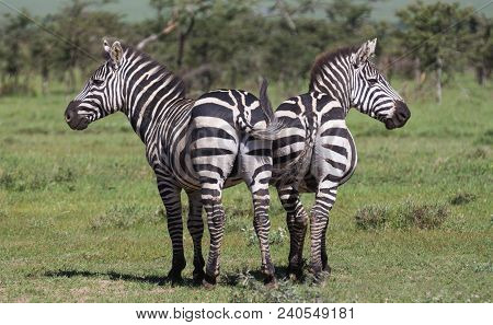 Two Plains Zebras Standing Next To One Another. Laikipia, Kenya.