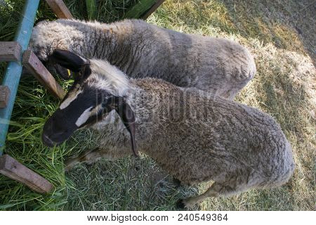 Sheep Eat Grass. One Sheep Looks Smartly At The Camera