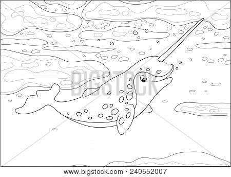 Spotted Narwhal With A Long Tusk Swimming Under Ice In A Polar Sea, Black And White Vector Illustrat
