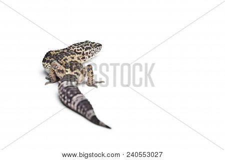 Lizard. Leopard Gecko. Close-up Of A Leopard Gecko, Isolated On White Background.