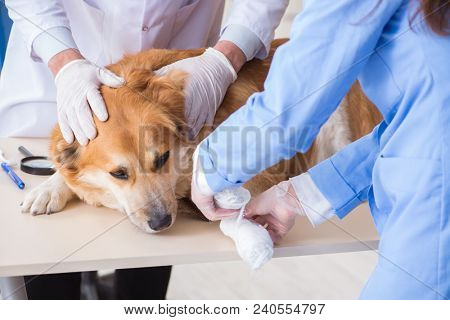 Doctor and assistant checking up golden retriever dog in vet cli
