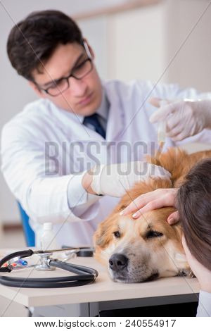 Doctor and assistant checking up golden retriever dog in vet cli