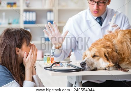 Doctor and assistant checking up golden retriever dog in vet cli