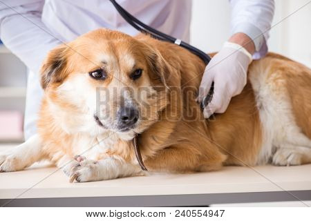 Doctor and assistant checking up golden retriever dog in vet cli