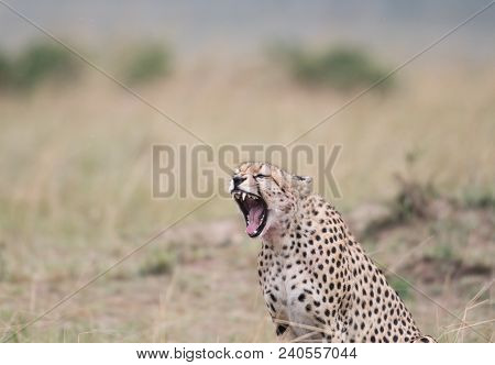 Cheetah Yawning And Showing Its Teeth In Masa Mara Game Reserve, Kenya.