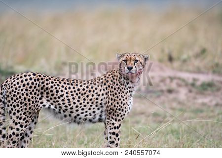 Cheetah Yawning With Blood On Its Face  In Masa Mara Game Reserve, Kenya.