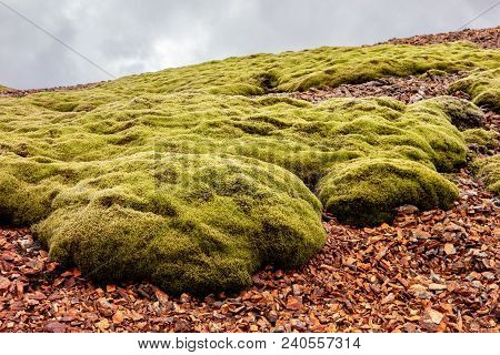 Icelandic Moss Covering Stones And Land In Lonsoraefi, Iceland, Europe