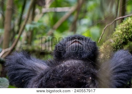 A Mountain Gorilla Resting On A Tree In Volcanoes National Park, Rwanda