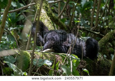 A Mountain Gorilla Resting On A Tree In Volcanoes National Park, Rwanda