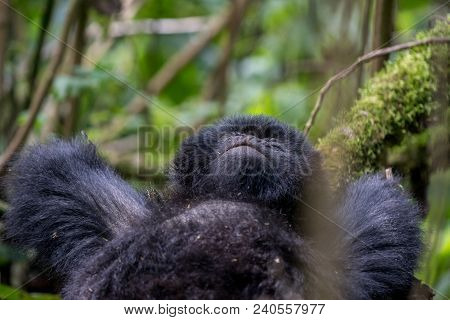 A Mountain Gorilla Resting On A Tree In Volcanoes National Park, Rwanda