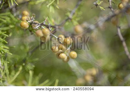 Flora Of  Canary Islands -  Asparagus Nesiotes, Wild Relative Of Edible Asparagus, Endangered Specie
