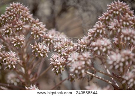 Flora Of Gran Canaria -  Pink Flowers Of Succulent Plant Aeonium Percarneum, Endemic To The Island