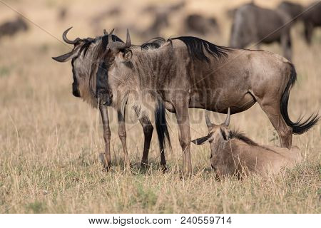 Wildebeest In A Savannah In Masai Mara Game Reserve, Keny