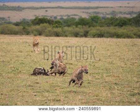 A Group Of Hyenas At A Carcass Run From A Charging Male Lion In A Savannah In Masai Mara Game Reserv