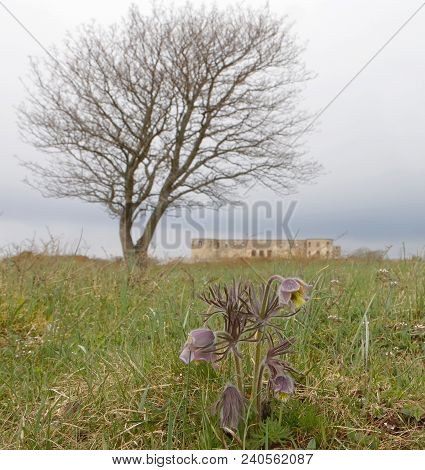 Borgholm, Sweden - Apr 28 2018: Rruin Of The Borgholm Castle, A Pasque Flower And A Tree In The Fore