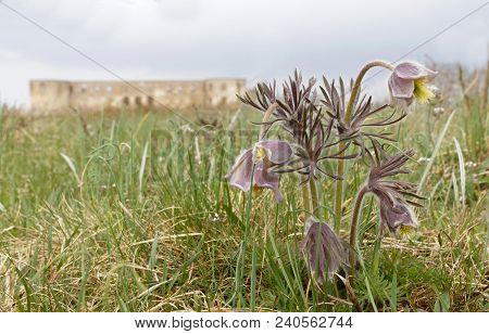 Borgholm, Sweden - Apr 28 2018: Ruin Of The Borgholm Castle, A Pasque Flower In The Foreground. Borg