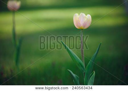 Pink Tulips In A Green Background. Tulips Growing In Nature. Copy Space