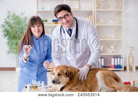 Doctor and assistant checking up golden retriever dog in vet cli