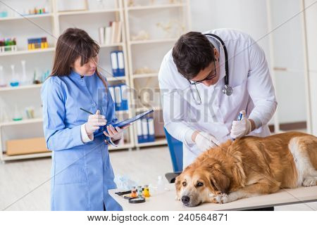 Doctor and assistant checking up golden retriever dog in vet cli