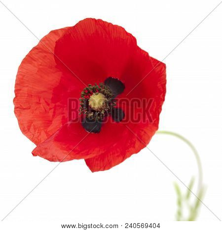 Red Poppy Isolated