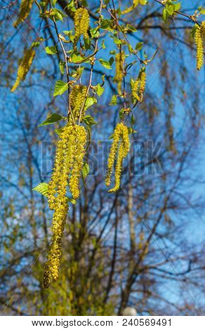 Blossoming Earrings Birches, Against The Blue Sky.