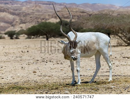 Curved Horned Antelope Addax (addax Nasomaculatus) Was Introduced From Sahara Desert And Well Adopte