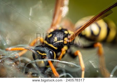 Close Up Macro Shot Of Yellowjacket Wasp
