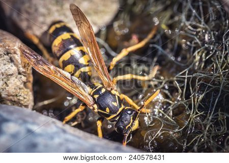 Close Up Macro Shot Of Yellowjacket Wasp