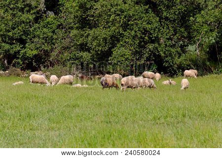 A Herd Of Sheep Grazing On A Mountain Meadow With Green Grass On A Sunny Spring Evening