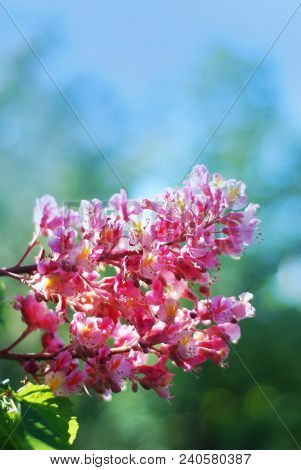 Blooming Chestnut Tree. Pink Blossomed Flowers Of A Chestnut Tree.