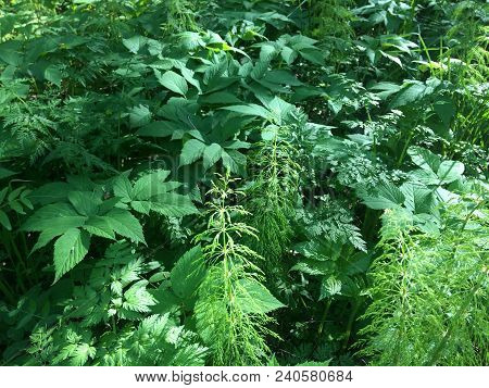 Herbaceous Texture - Young Juicy Nettle Among The High Stems Of Green Grass. Elymus Repens - Top Vie