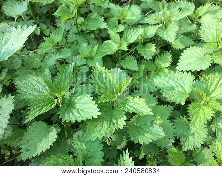 Herbaceous Texture - Young Juicy Nettle Among The High Stems Of Green Grass. Elymus Repens - Top Vie