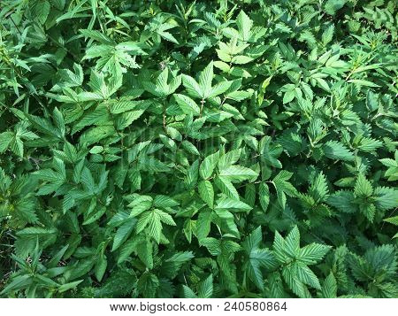 Herbaceous Texture - Young Juicy Nettle Among The High Stems Of Green Grass. Elymus Repens - Top Vie
