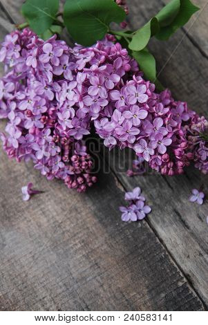 Spring Flowers. Purple Lilac Flowers Frame On Rustic Textured Gray Wooden Background.