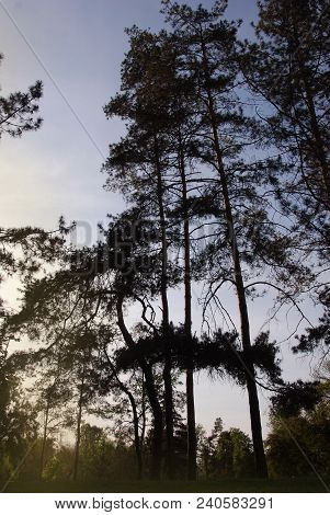 Scene Of Evening Trees Park Blue Sky Holliday Vacation Weekeend