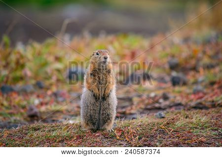Evrazhka On Kamchatka. Rodent, American Long Tail Gopher, Sunny Day