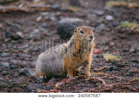 Evrazhka On Kamchatka. Rodent, American Long Tail Gopher, Sunny Day