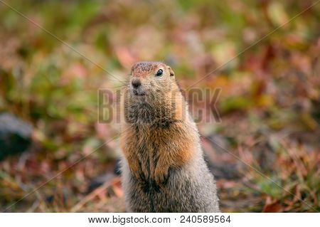 Evrazhka On Kamchatka. Rodent, American Long Tail Gopher, Sunny Day