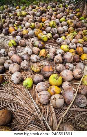 Ripe Coconuts Lie On The Ground Ready To Harvest