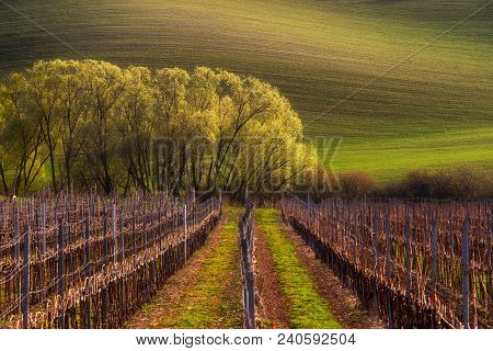 Detail Of South Moravian Field, Czech Republic.