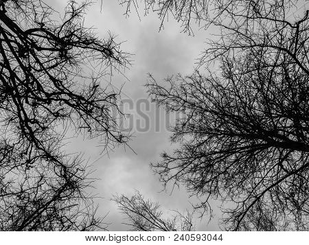 Branches Of Bare Trees Without Leaves Against The Sky
