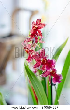 Beautiful Miltonia Orchid Red Colored On A Window