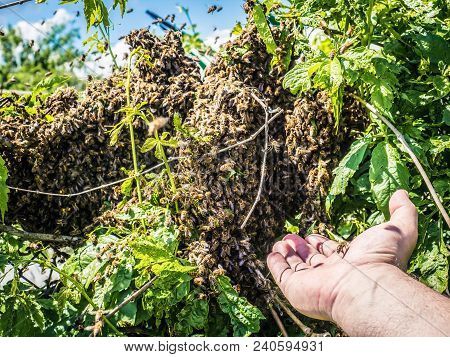 Bees Swarm In The Garden In Summer