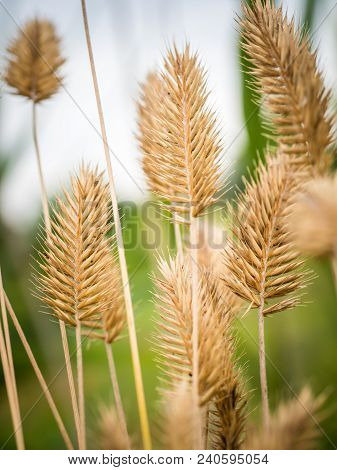 The Yellow Spikes On The Field In The Summer