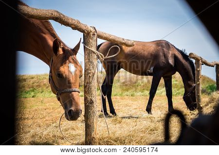Horses Graze In The Meadow In The Summer Afternoon