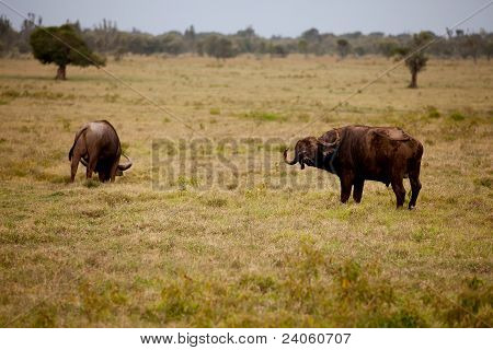 Due bufali africani