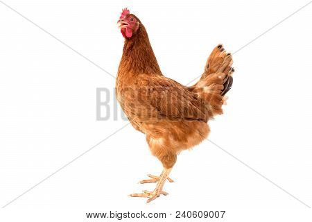 Brown Hen Isolated On White Background,copy Paht.