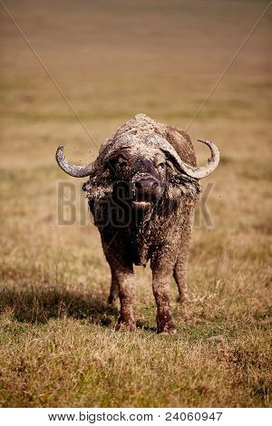 Bufalo africano maschile