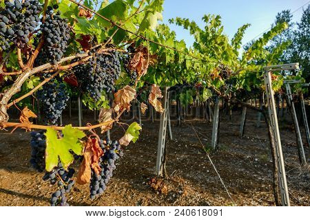 Bunches Of Red Wine Grapes Hanging On The Plant